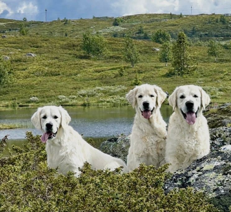 Golden Retrievere fra kennel Hikristo