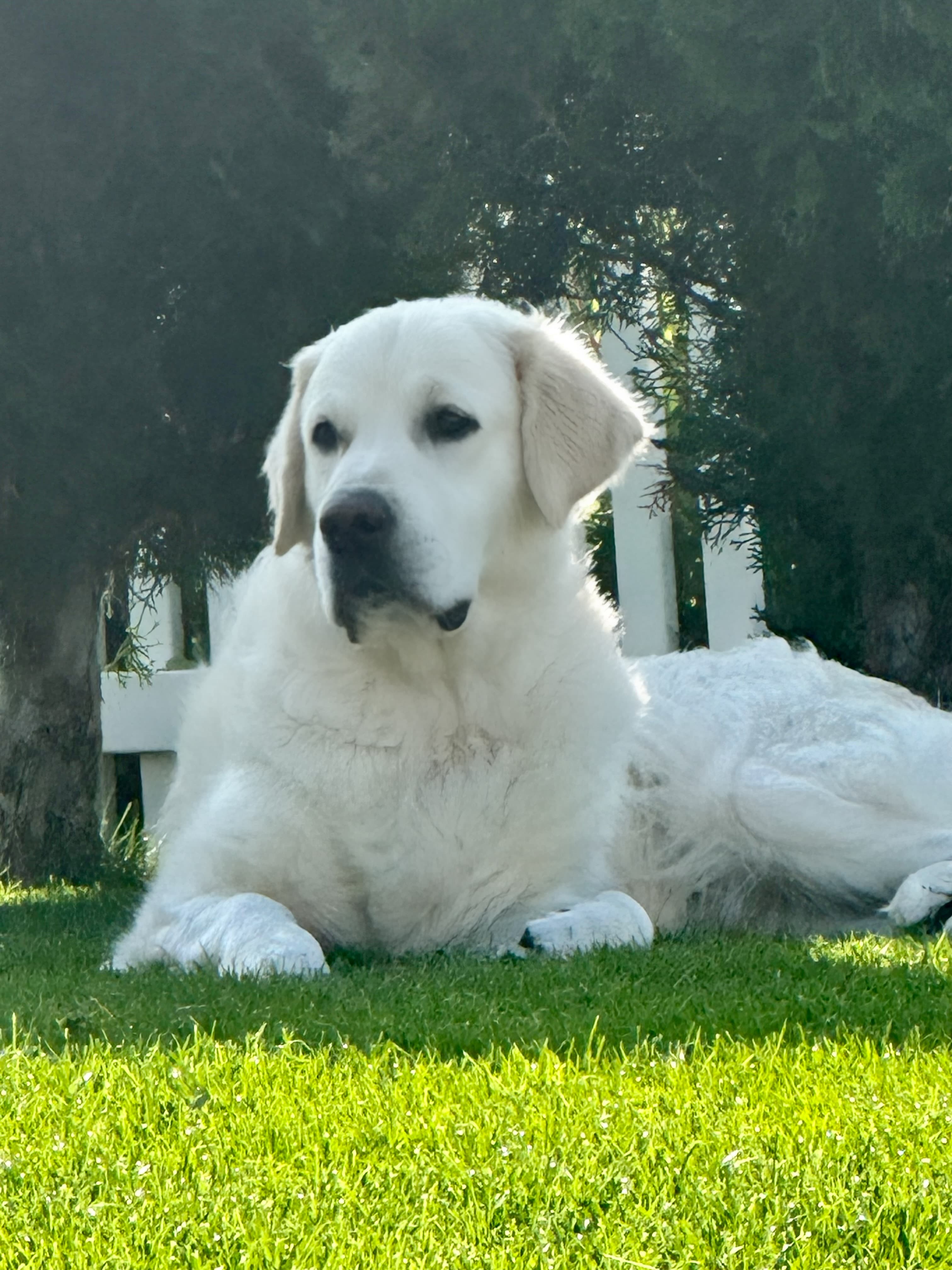 Sammy