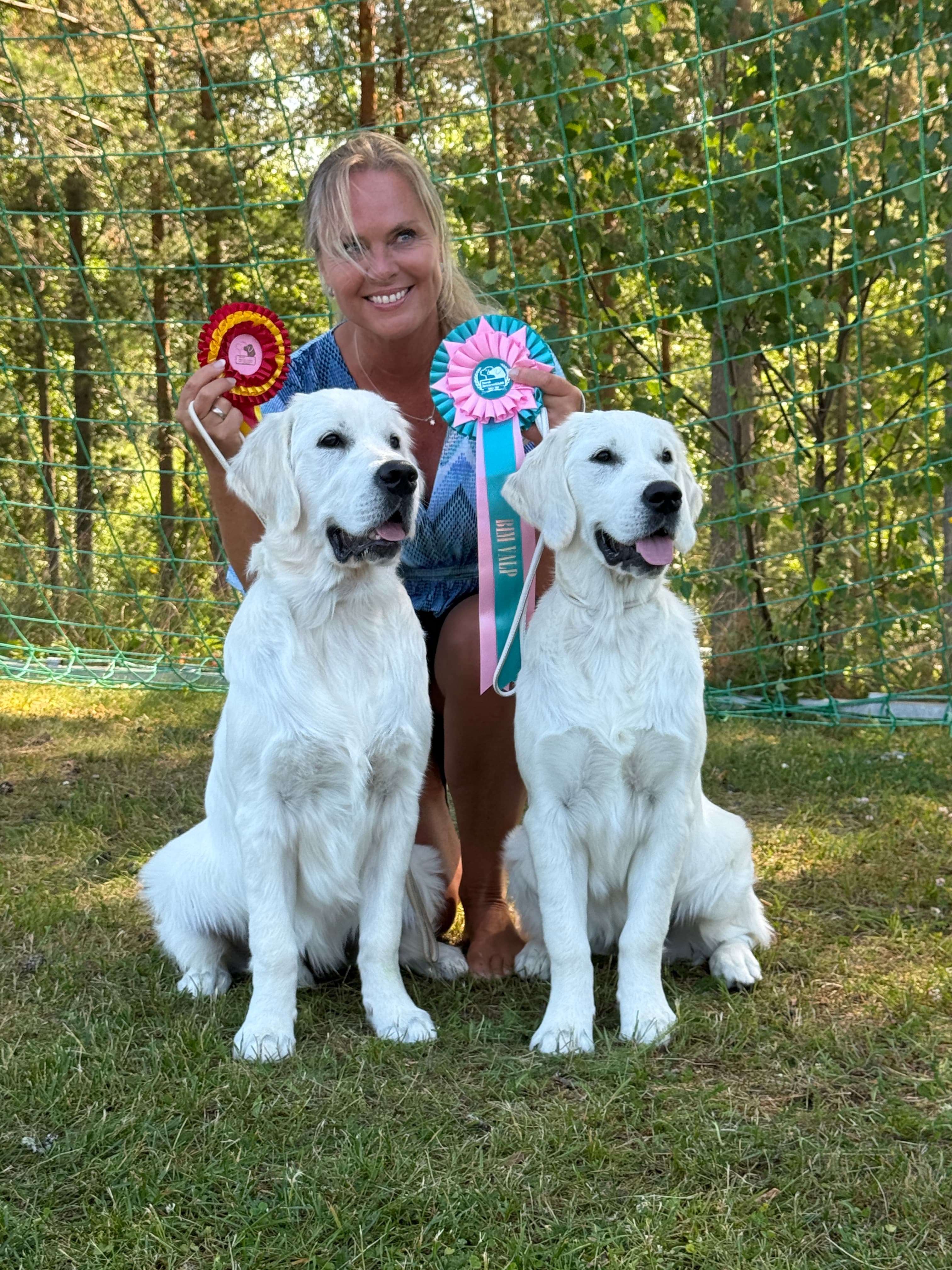 Golden Retriever fra kennel Hikristo