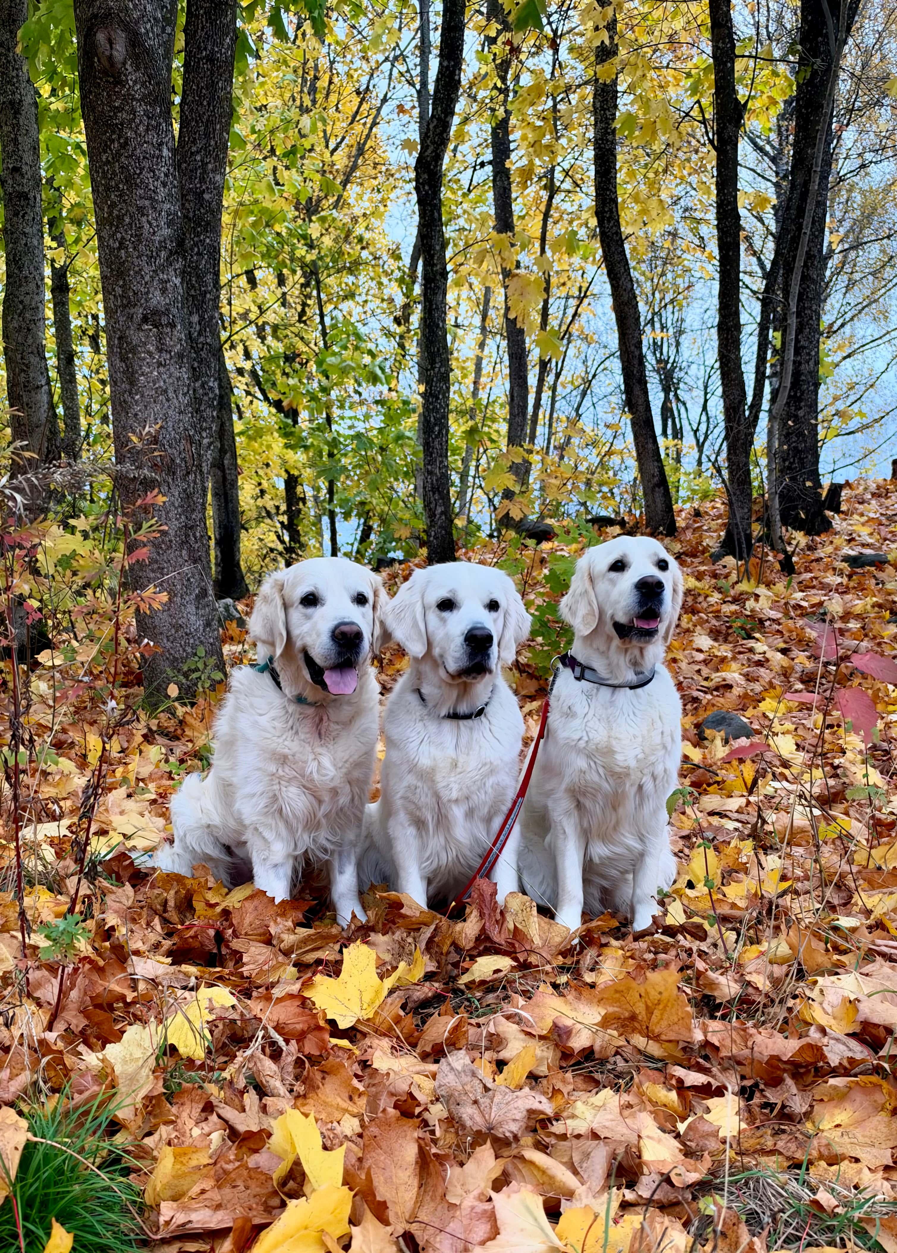 Golden Retrievere fra kennel Hikristo